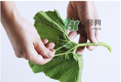 南瓜苗怎么做好吃？南瓜苗怎么撕？