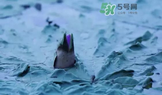 雞頭米是什么？雞頭米是芡實(shí)嗎