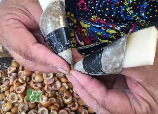 雞頭米是涼性的嗎？雞頭米是哪里的特產(chǎn)