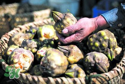 雞頭米可以生吃嗎？雞頭米能生吃嗎