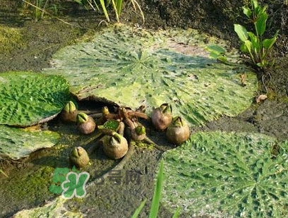 雞頭米什么時(shí)候上市？雞頭米什么時(shí)候最好吃