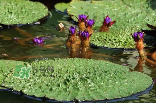 雞頭米為什么這么貴？雞頭米到底哪里像雞頭