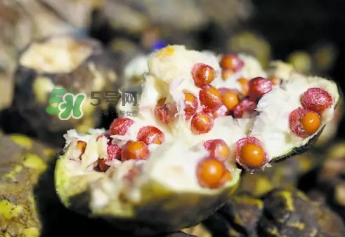 雞頭米為什么這么貴？雞頭米到底哪里像雞頭