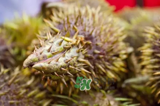 雞頭米為什么這么貴？雞頭米到底哪里像雞頭