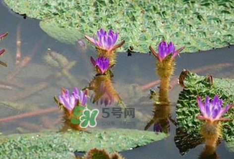 雞頭米怎么種植？雞頭米怎么保存