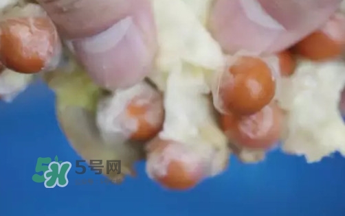 雞頭米是什么？雞頭米是芡實(shí)嗎