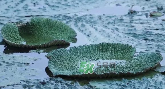 雞頭米是什么？雞頭米是芡實(shí)嗎