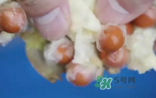 雞頭米什么時(shí)候上市？雞頭米什么時(shí)候最好吃