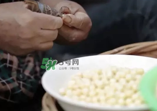 雞頭米是什么？雞頭米是芡實(shí)嗎