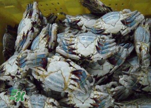 梭子蟹放冷藏能活多久？梭子蟹放冷凍保存多久？