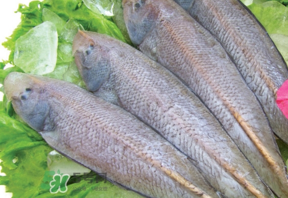 龍利魚有寄生蟲嗎？龍利魚有假的嗎