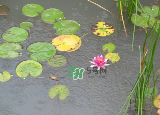 2017處暑會下雨嗎？處暑會下雨好嗎？