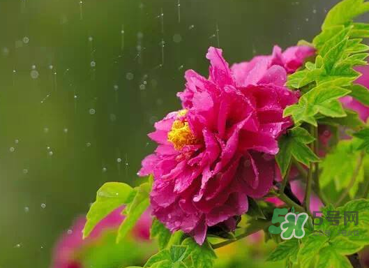 2017處暑會下雨嗎？處暑會下雨好嗎？