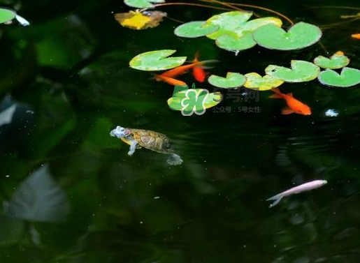 2017處暑還熱嗎？2017處暑后天氣還熱嗎？