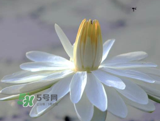 2017處暑還熱嗎？2017處暑后天氣還熱嗎？