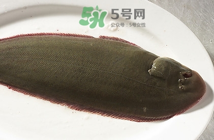 活的龍利魚怎么保存？新鮮龍利魚能放多久