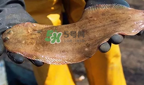 龍利魚是淡水魚嗎？龍利魚是巴沙魚嗎