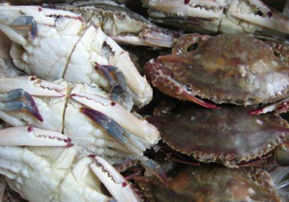 冷凍的梭子蟹能吃嗎？冷凍的梭子蟹怎么做？