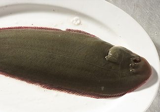 活的龍利魚怎么保存？新鮮龍利魚能放多久