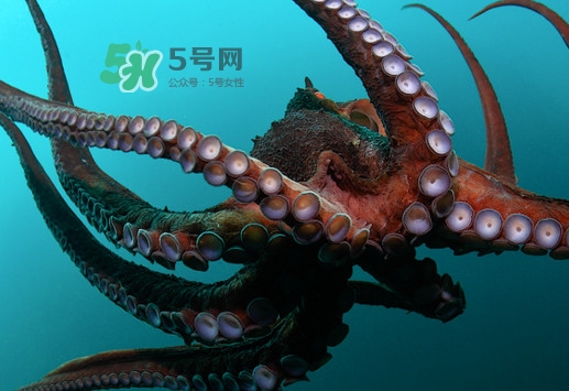 章魚的墨汁有毒嗎？章魚有寄生蟲嗎