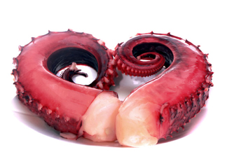 章魚血是什么顏色？章魚血為什么是藍(lán)色？