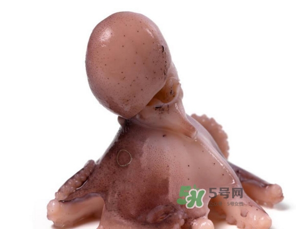 章魚(yú)怎么處理？章魚(yú)怎么殺