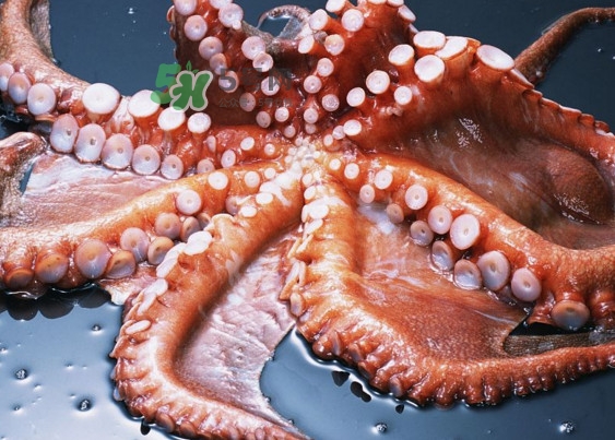 章魚有幾個心臟？章魚有幾條腿