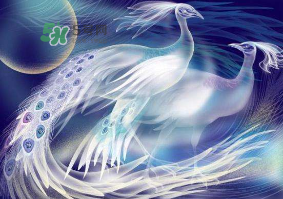 2017七夕會出鳳求凰嗎？2017鳳求凰七夕返場