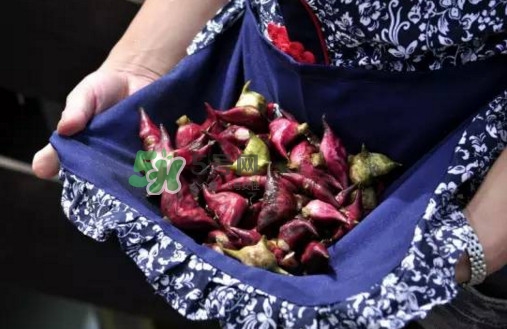 紅菱是什么水果？胃不好可以吃紅菱嗎