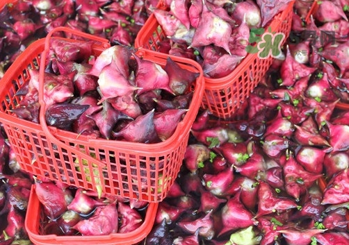 紅菱是什么水果？胃不好可以吃紅菱嗎