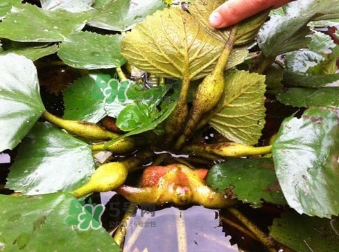 菱角多少錢一斤？生菱角多少錢一斤？