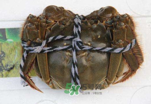 太湖蟹什么時候上市？太湖蟹幾月份有