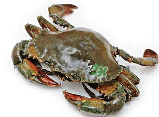 青蟹能放幾天？青蟹能活多久？