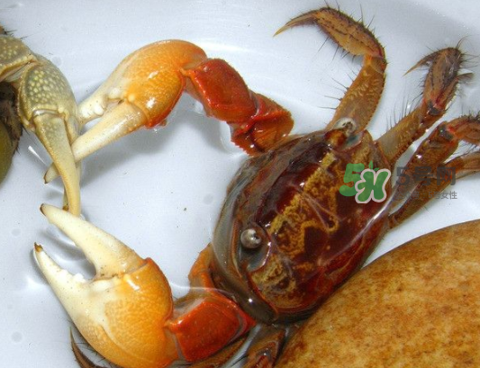 青蟹能放幾天？青蟹能活多久？