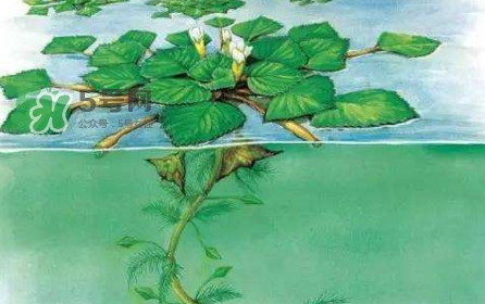 紅菱怎么種植？新鮮紅菱怎么保存