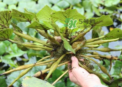 紅菱怎么種植？新鮮紅菱怎么保存