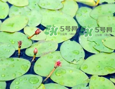 莼菜怎么讀？莼菜是哪里的特產(chǎn)