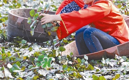 紅菱什么時(shí)候上市？什么時(shí)候采紅菱