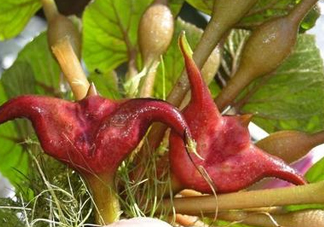 紅菱怎么種植？新鮮紅菱怎么保存