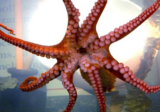 章魚有幾個(gè)心臟？章魚有幾條腿