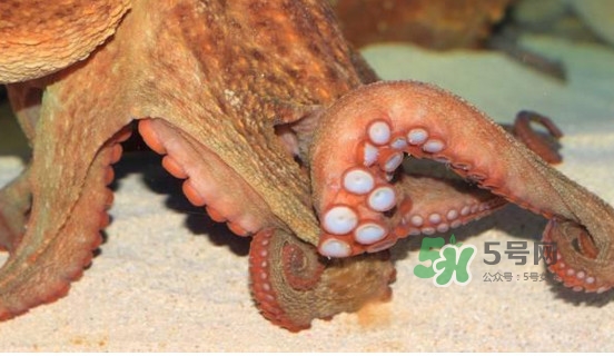 章魚(yú)怎么處理？章魚(yú)怎么殺