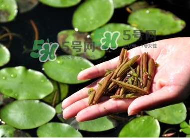 莼菜怎么讀？莼菜是哪里的特產(chǎn)