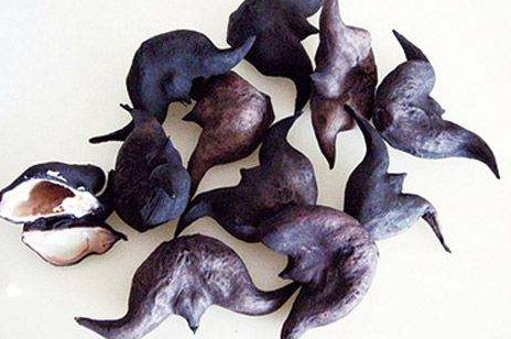 紅菱多少錢(qián)一斤？菱角嫩的好吃還是老的好吃？