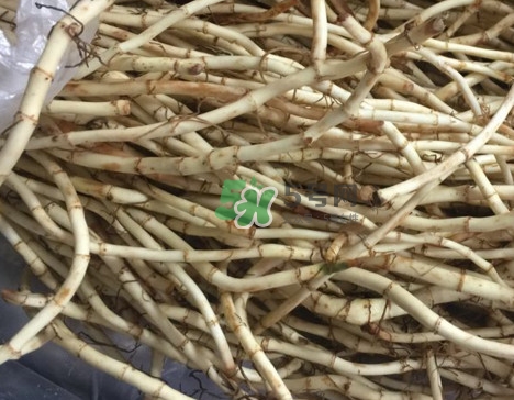 魚腥草干的好還是新鮮的好？干的魚腥草怎么吃最好