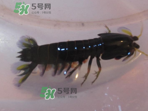 七彩神蝦是什么蝦？七彩神蝦怎么回事？