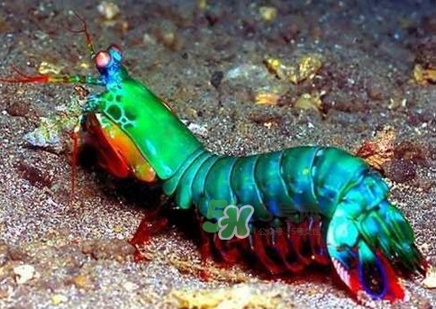 七彩神蝦好吃嗎？七彩神蝦的營養(yǎng)價(jià)值