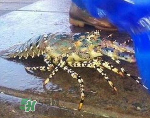 七彩神蝦好吃嗎？七彩神蝦的營養(yǎng)價(jià)值