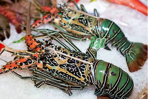 七彩神蝦吃什么？七彩神蝦怎么養(yǎng)？