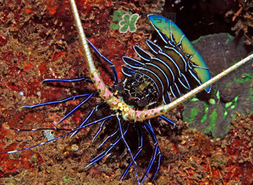 七彩神蝦吃什么？七彩神蝦怎么養(yǎng)？