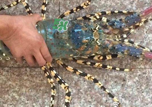 七彩神蝦多少錢一斤？七彩神蝦估值